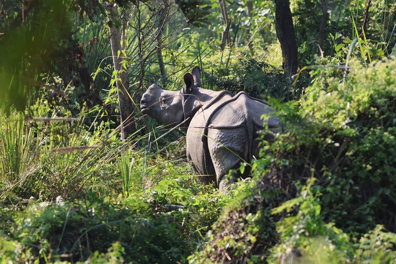 Safari